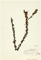 藏品(笑靨花)的圖片